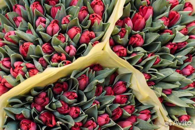 Тюльпаны букет опт