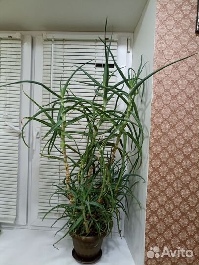 Комнатные цветы алоэ