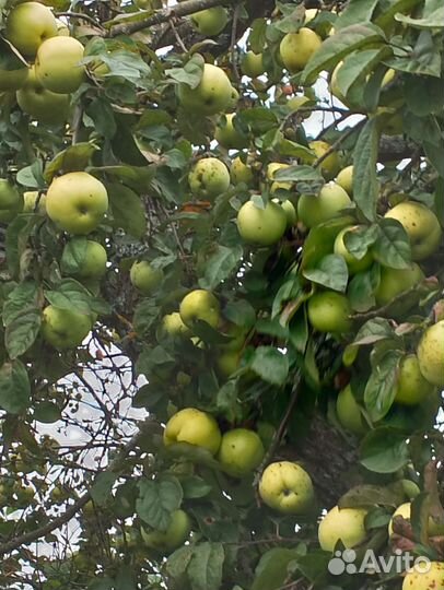 Яблоки на заготовки