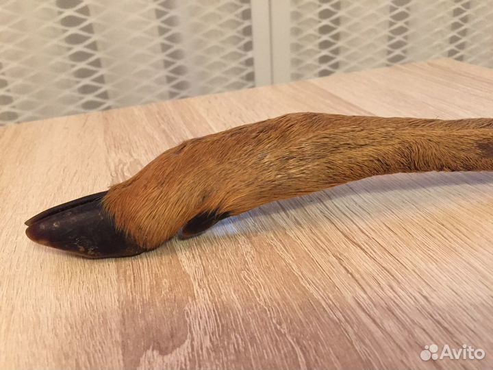 Козья ножка