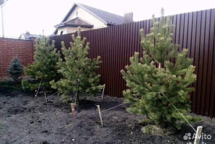 Сосны саженцы обыкновенные