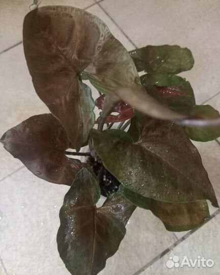 Комнатные растения,цветы, Сингониум