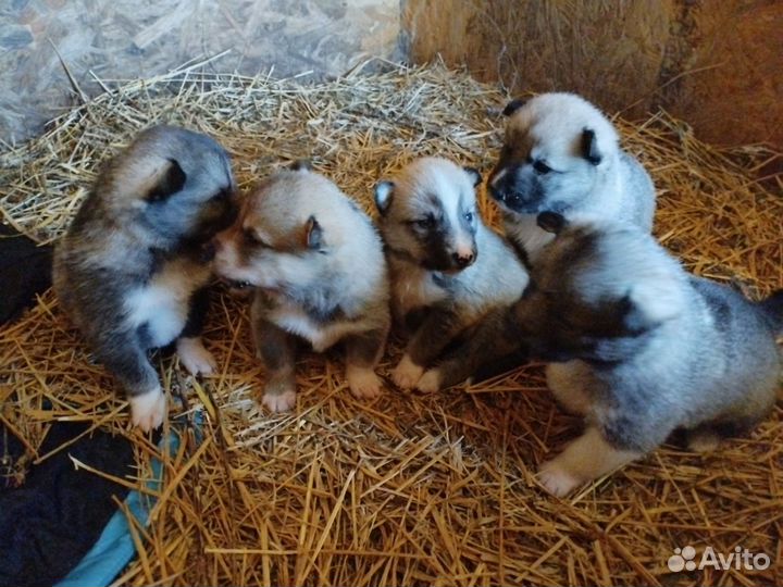 Собаки щенки