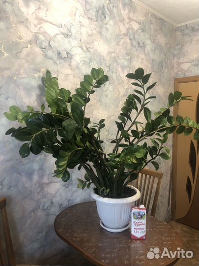 Замиокулькас