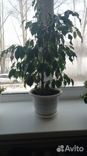 Фикус бенджамина, детка