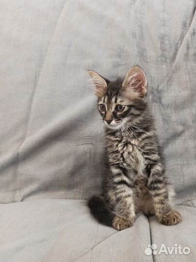 Подобрыш, мальчик 2 мес