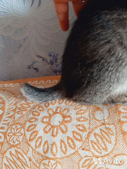 Котята от бобтейлов