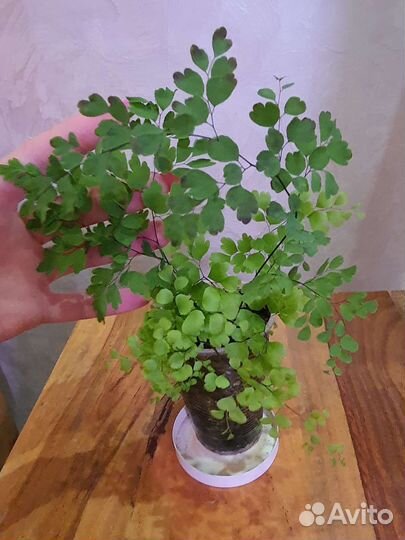 Филодендрон Селло Голд Сатин, Адиантум, Папоротник