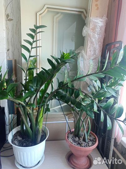 Алоэ,замиокулькас