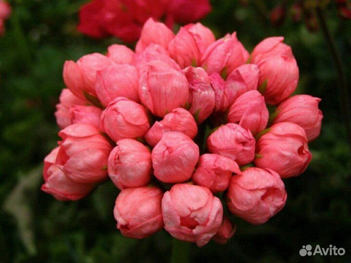 Рассада черенков