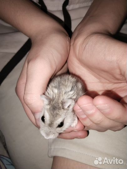 Джунгарский хомяк