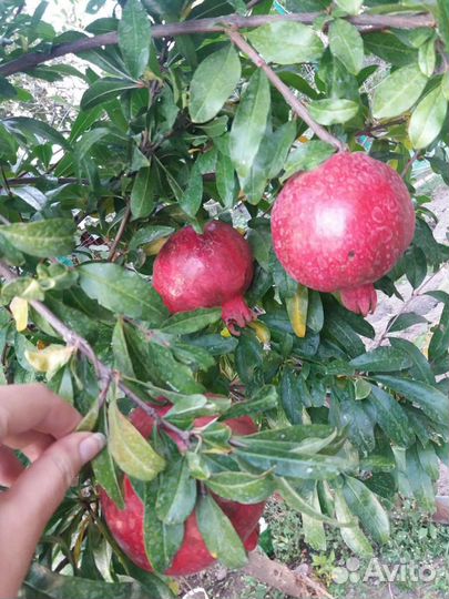 Гранаты саженцы