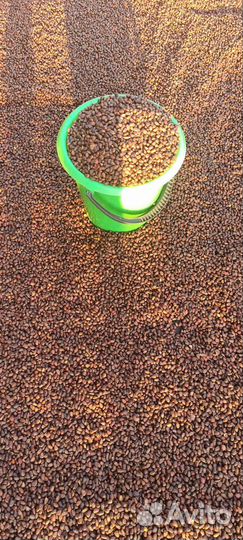 Кедровый орех