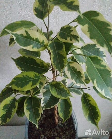 Фикус Голден Кинг
