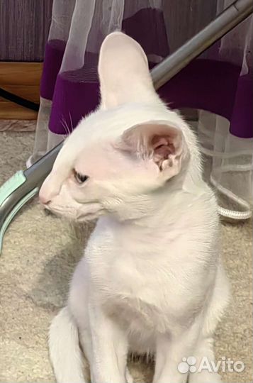 Ориентальные котята