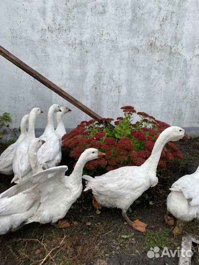 Гуси и Козы