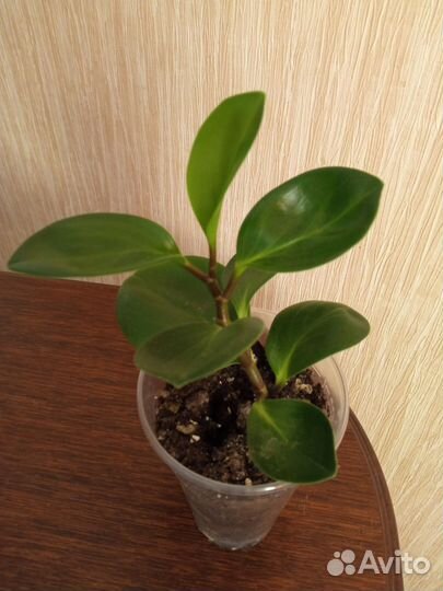 Пеперомия, Калатея, Сингониум