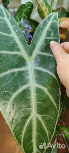 Алоказия кортхалси детки