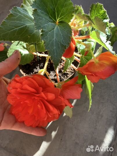 Бегония Евансиана Анрюс