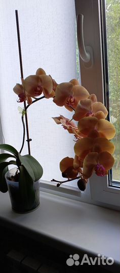 Орхидея