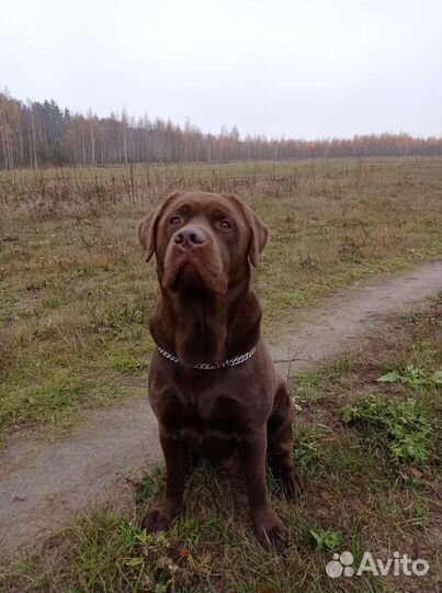 Кобель лабрадора вязка