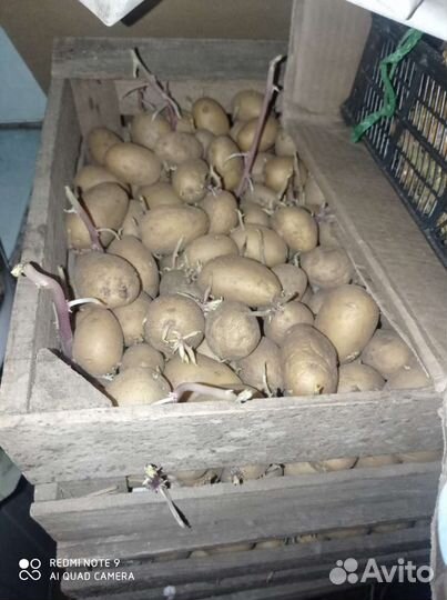 Семенной картофель коломбо