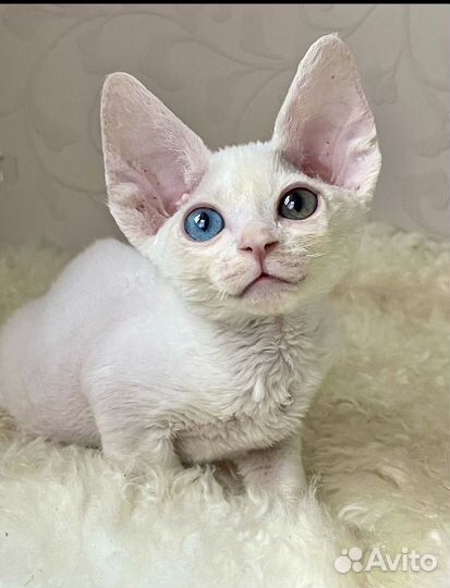 Девон-рекс котята