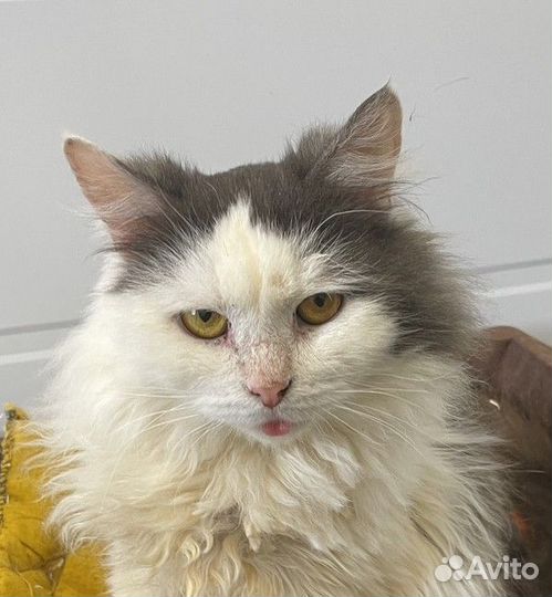 Кошечка Василиса