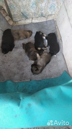 Щенки