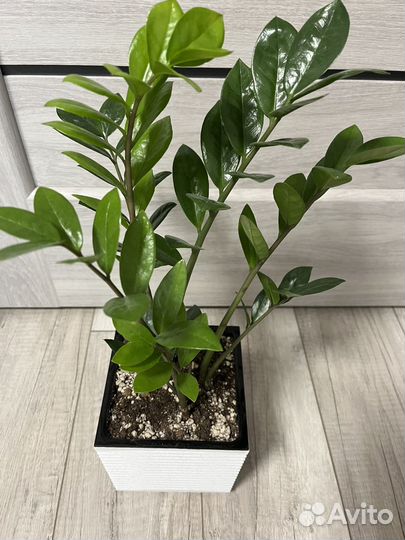 Замиокулькас