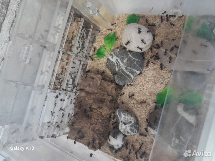 Муравьиная ферма с муравьями