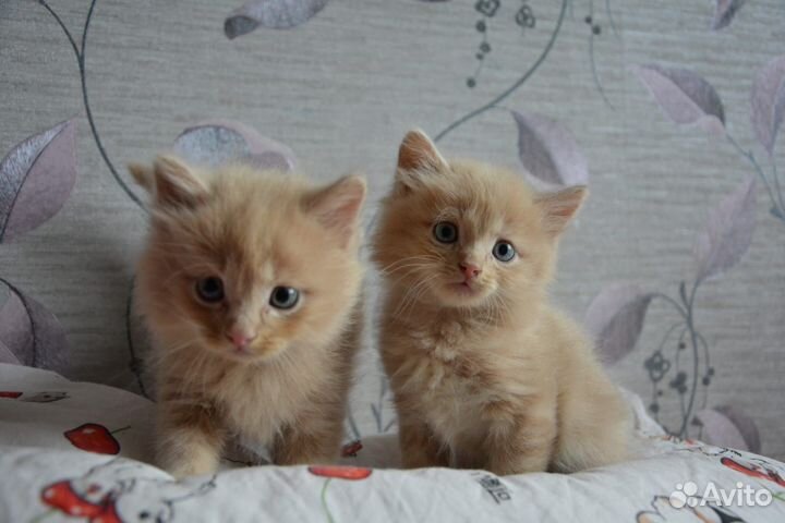 Кошка в дар бесплатно