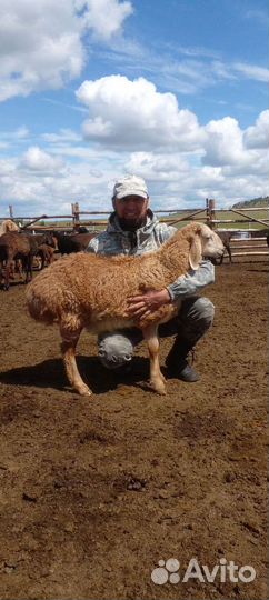 Ярочки и баранчики гиссары