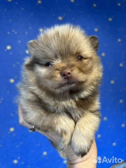 Померанский шпиц мерле