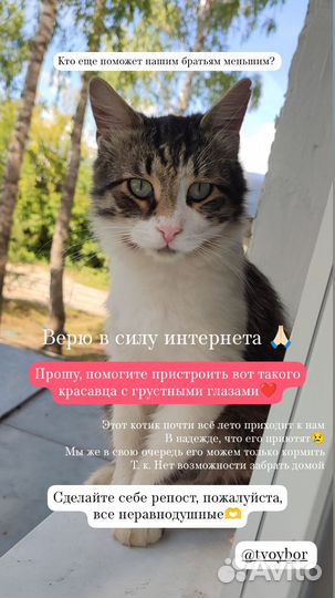 Молодой котик в добрые руки