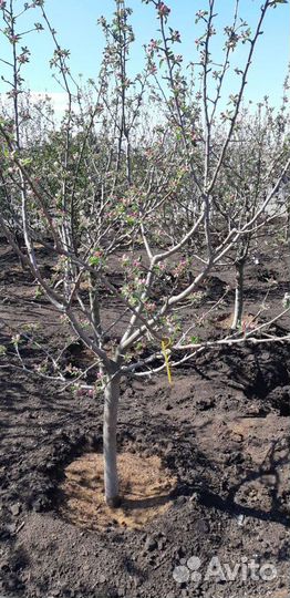 Саженцы груши для Сибири 2-5лет