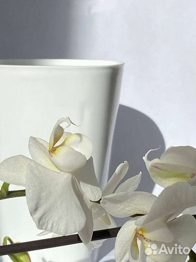 Перевернутые плошки