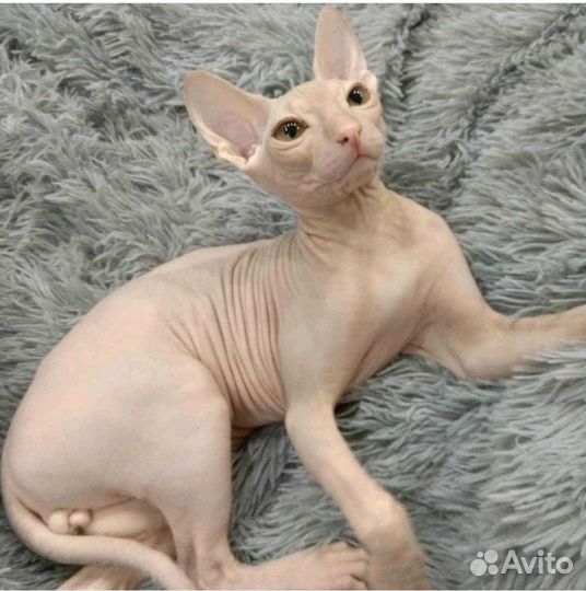 Вязка. Сфинкс