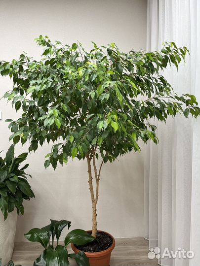 Фикус бенджамина
