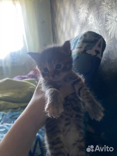 Котята в добрые руки.папа чистый мейн-кун