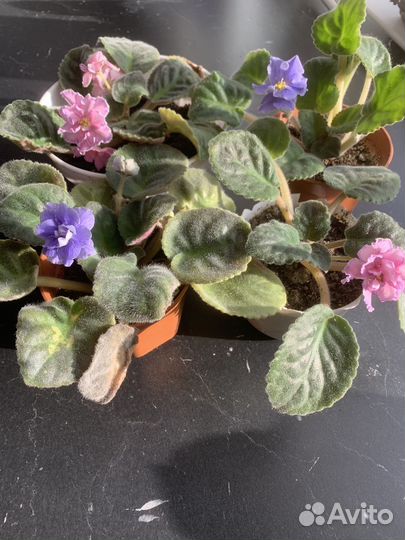 Фиалки сортовые цветущие