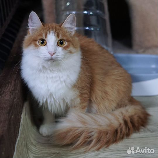 Шарлотта, 1 год