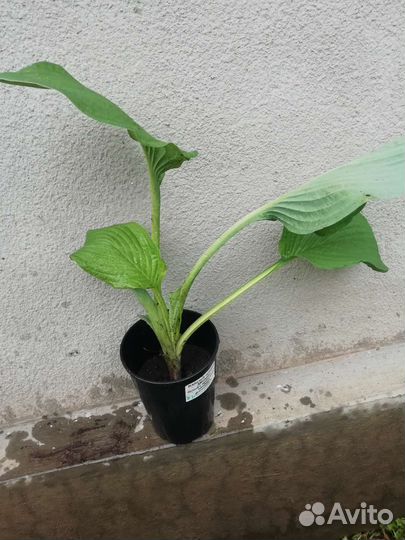 Хоста растение, цена разная