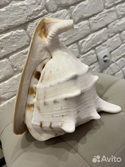 Ракушка морская большая