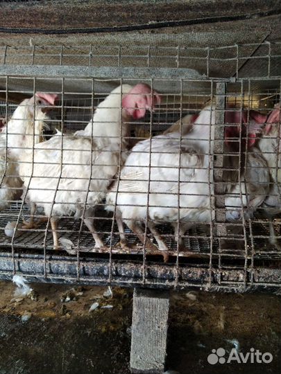 Куры несушки