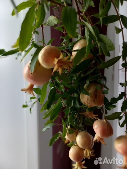 Декоративный гранат