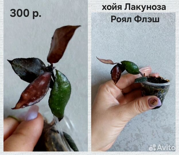 Хойи укорененные (дисхидии)