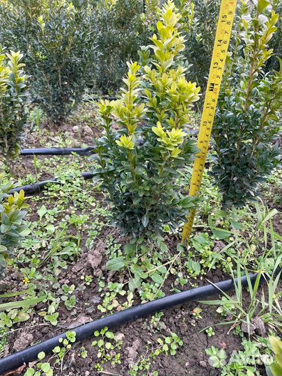 Чернозем классный,перегной готовый,1-15т,мешками