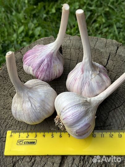 Чеснок озимый