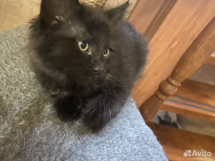 Котятки в добрые руки